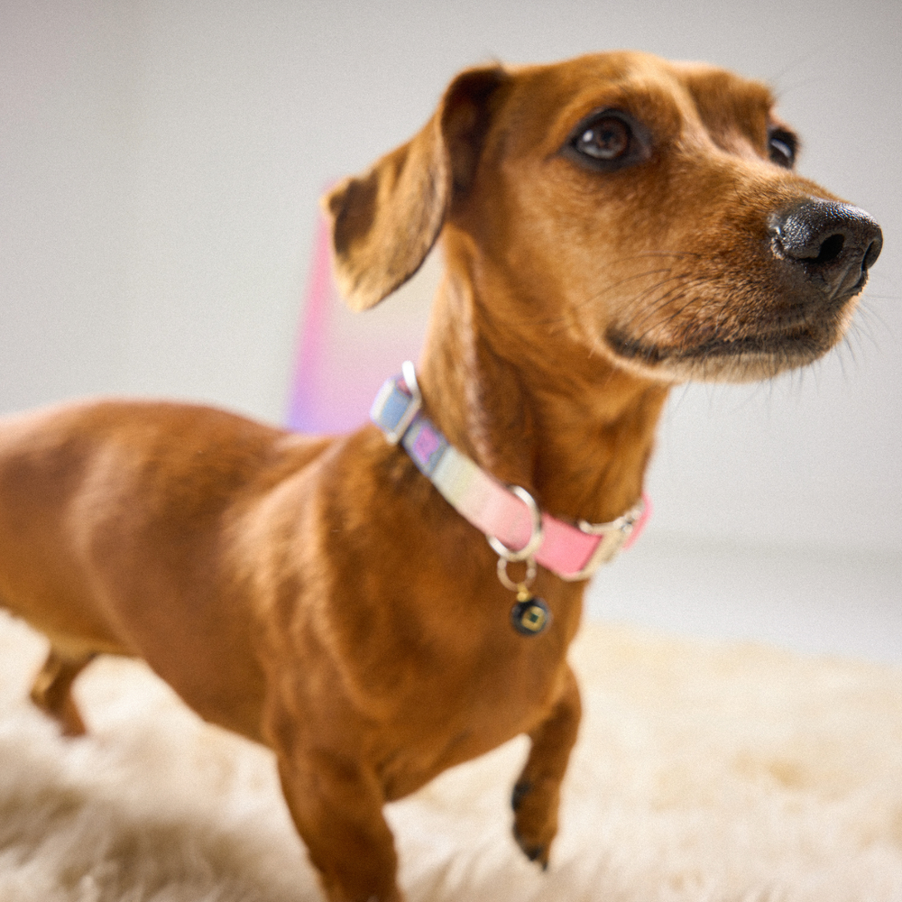 Elegant Menace Dog Accessories