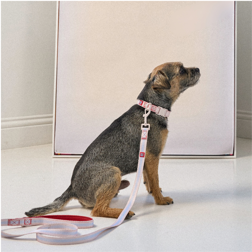 A small brown and gray dog sits on a white floor wearing a pink and white patterned collar with a matching leash attached. A large white box stands behind the dog in a clean indoor setting.