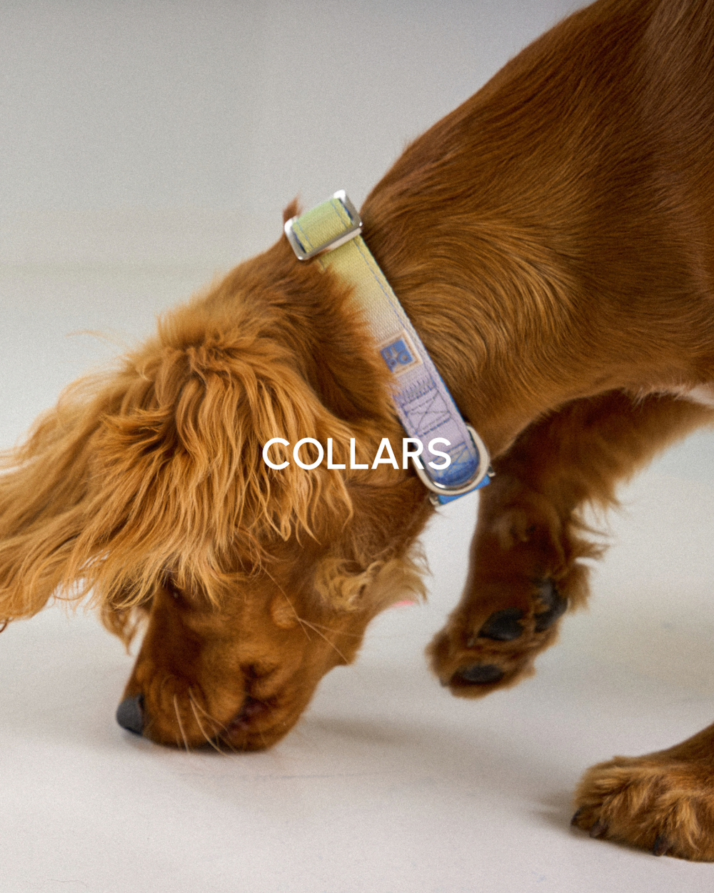 A golden retriever dog wearing a light green to blue gradient dog collar, shown in profile on a light gray studio background. The word 'COLLARS' is overlaid in white text across the center. Click here to see our range of collars