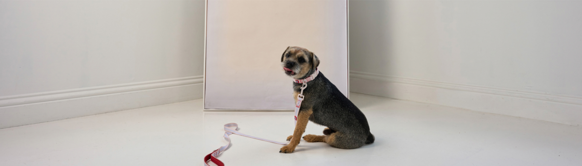 Border Terrier wearing a pastel ombré My Pet Aura dog collar with matching lead.