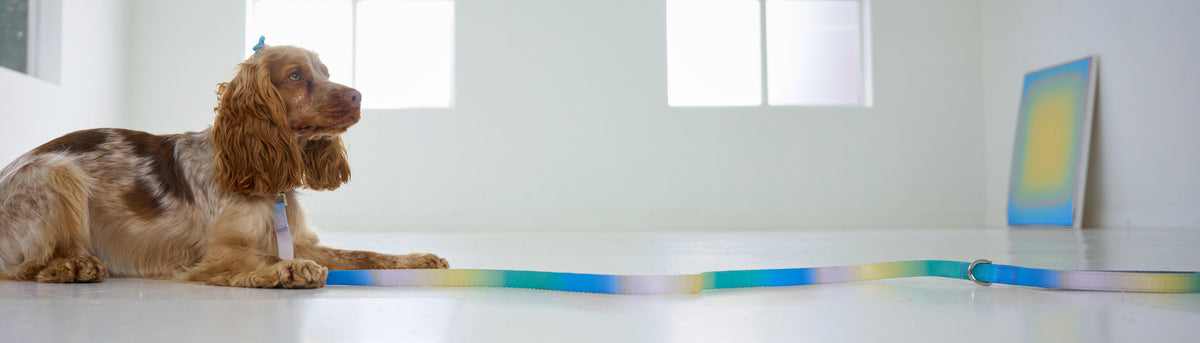 A brown and white spaniel dog lies on a white floor in a bright room, looking toward a long, thin rainbow-colored leash stretched across the floor toward the right.
