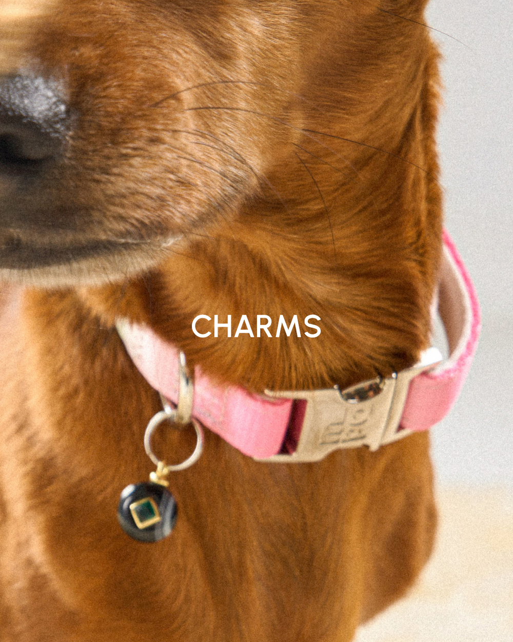 A close-up of a golden-brown dog wearing a pink collar with a silver buckle and a small hanging charm. The word 'CHARMS' is overlaid in white text across the center. Click here to see our range of charms.