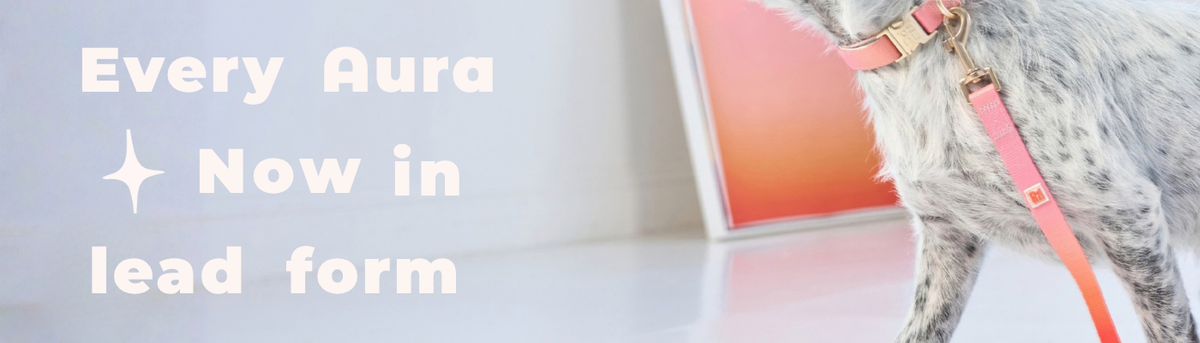 Spotted dog wearing a coral ombré My Pet Aura dog lead with matching collar.