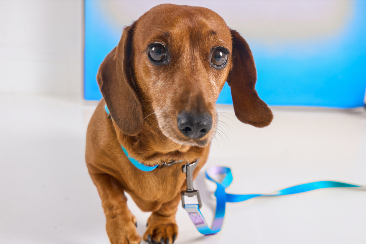Dachshund wearing a blue and purple ombré My Pet Aura dog collar with matching lead.