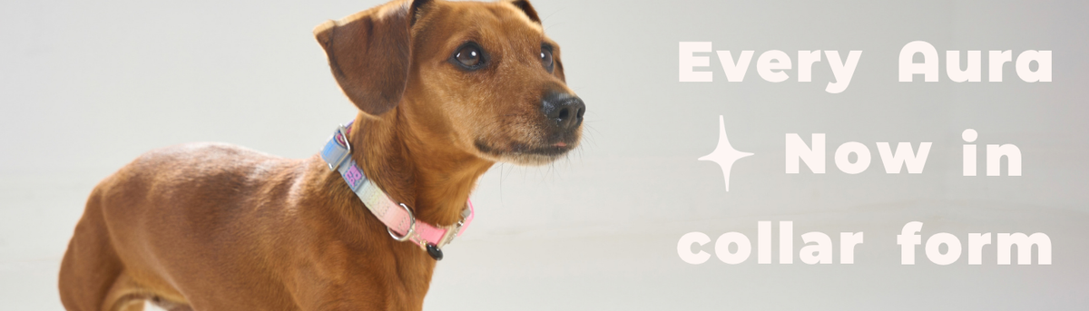 A brown dog wearing a pastel rainbow patterned collar, shown against a light gray background with white text on the right that reads 'Every Aura Now in collar form'.