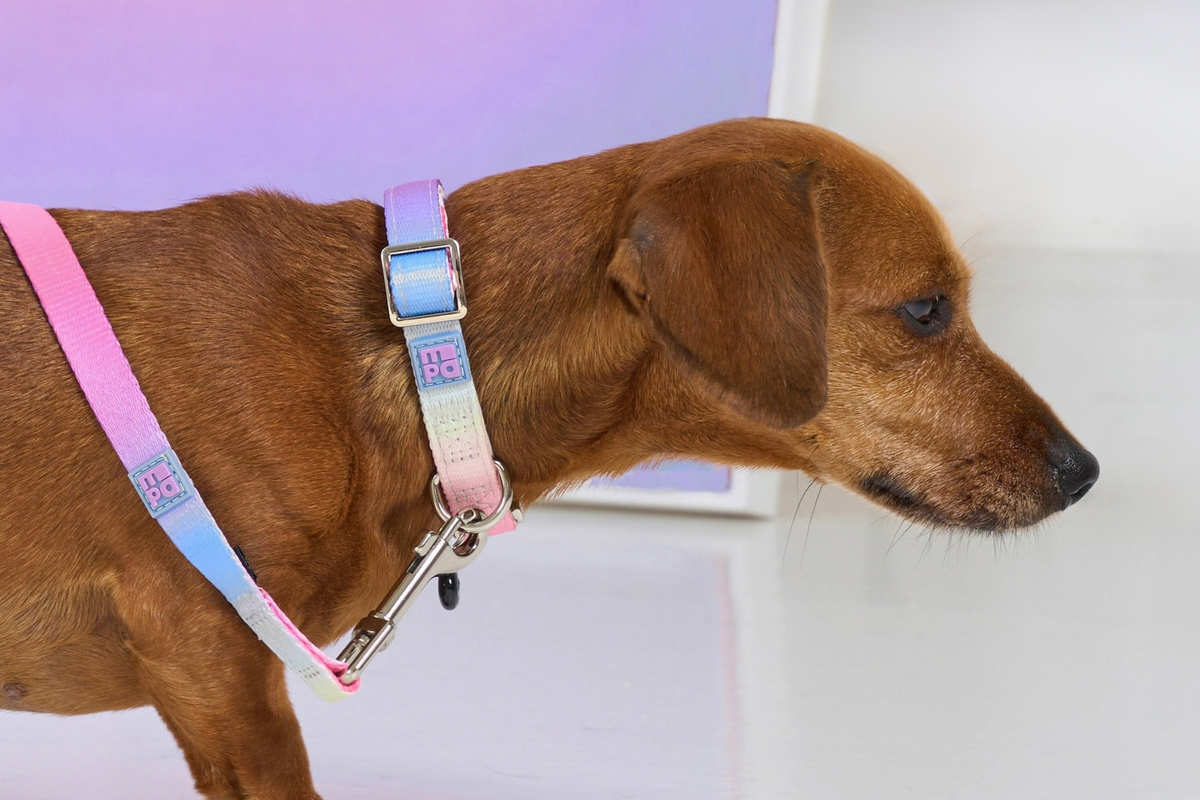 Dachshund wearing a pastel pink and blue ombré My Pet Aura dog collar with matching lead.