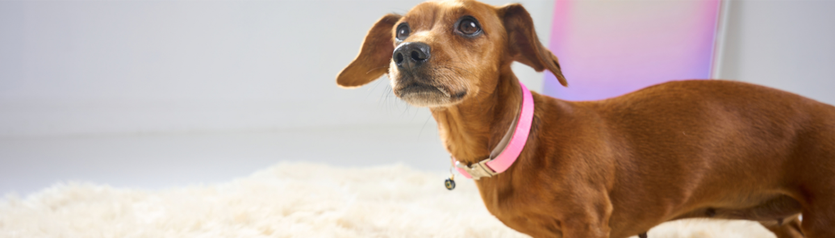 Dachshund wearing a pink ombré My Pet Aura dog collar.