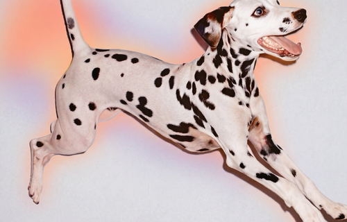 A Dalmatian dog captured mid-leap against a plain light background with a soft orange glow behind it.