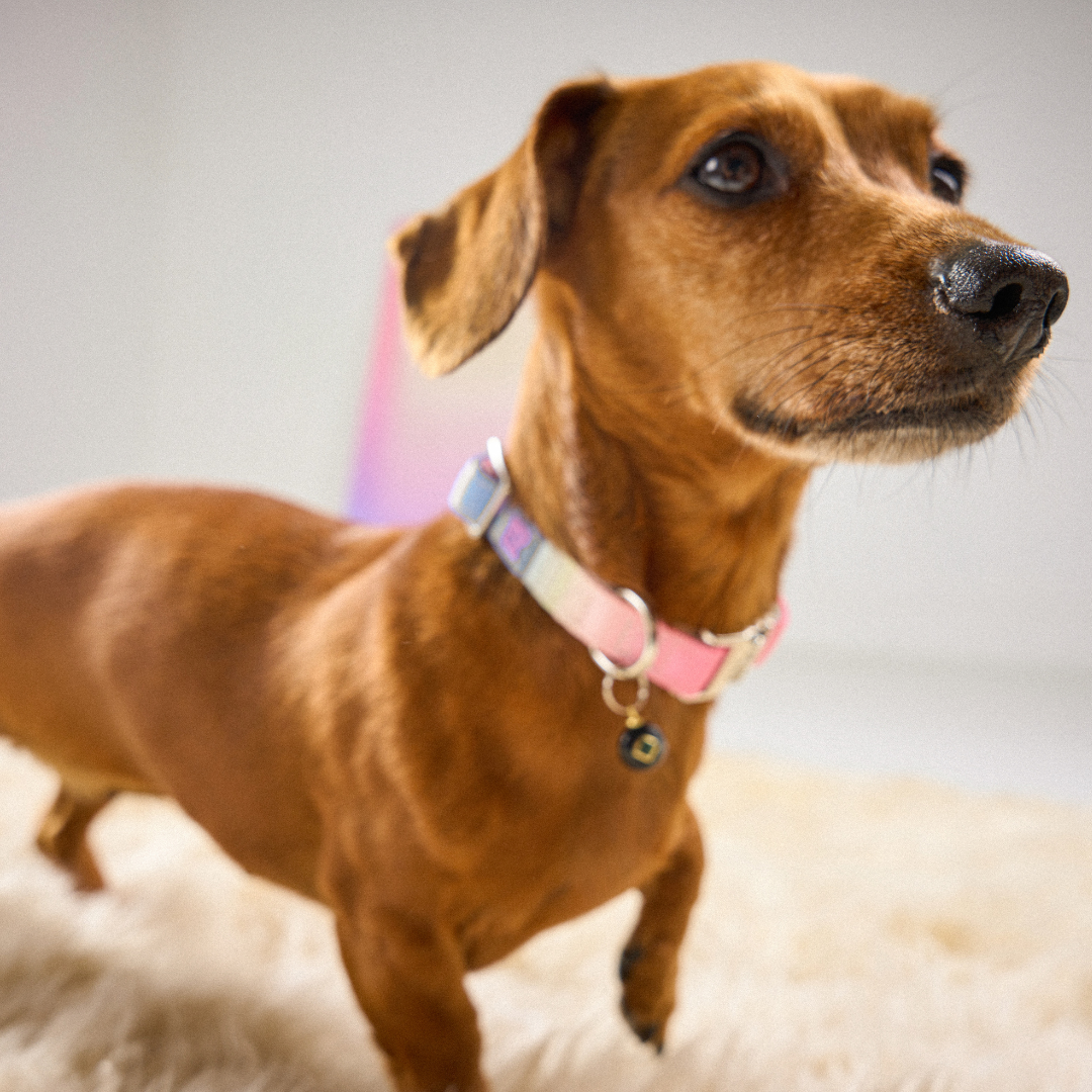 Dachshund wearing a pink and pastel ombré My Pet Aura dog collar.