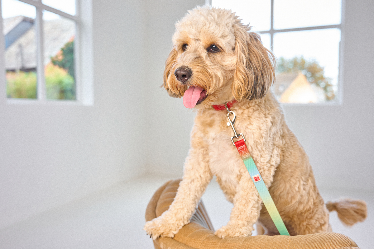 A light tan poodle wearing a red collar and a green-to-blue gradient dog leash, sitting on a tan pet bed in a bright, modern room with large windows.