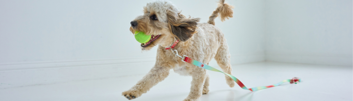A small fluffy light beige dog running across a white floor while holding a bright green ball in its mouth, wearing a red collar with a colorful leash.
