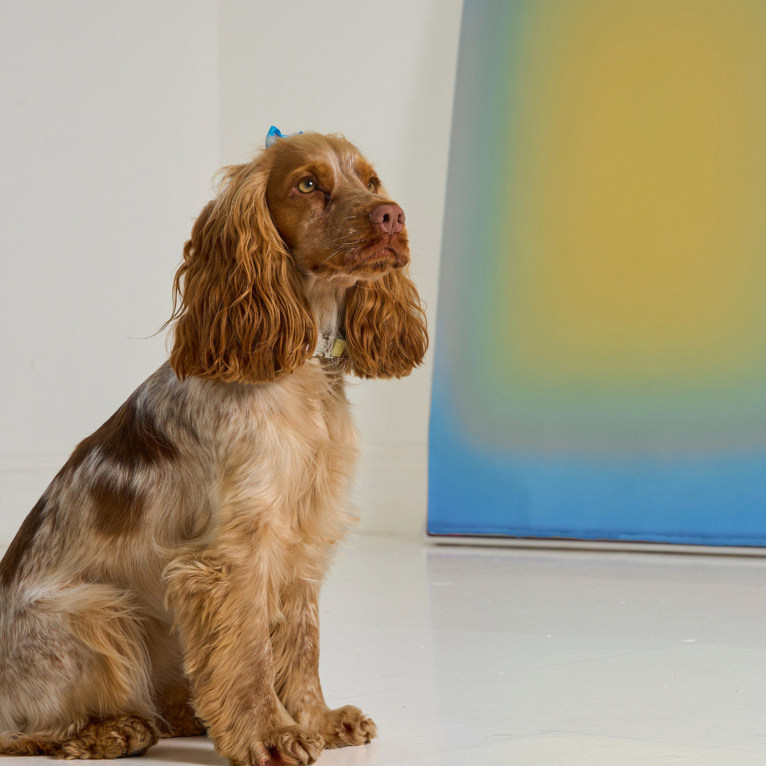 A brown and cream spaniel-type dog sits on a glossy white floor beside a large abstract painting with a blue border and yellow-green center, in a clean indoor setting.