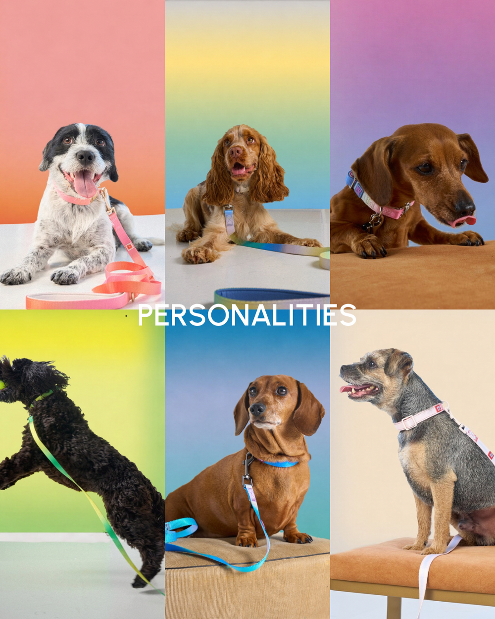 Six My Pet Aura dog personalities wearing colourful collars and matching leads. Click here to see the full range of personalities