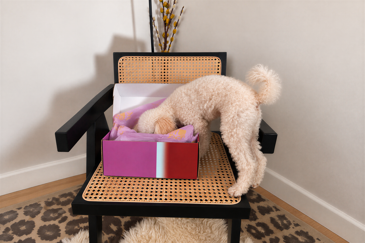 A cream-colored poodle dog is sniffing a colorful pink and red box placed on a black armchair with a woven cane seat, in a styled room corner with a leopard-print rug.