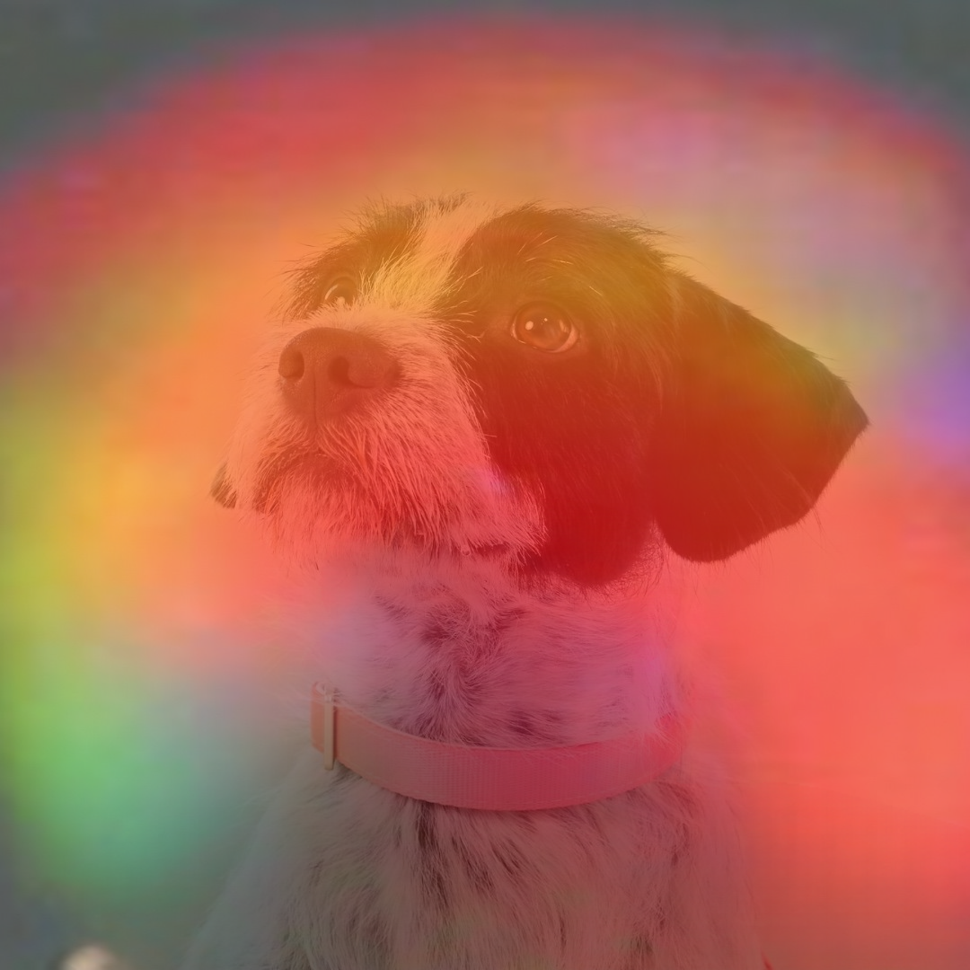 A black and white dog wearing a pink collar, photographed against a plain light beige background, with a red/yellow aura overlaid.