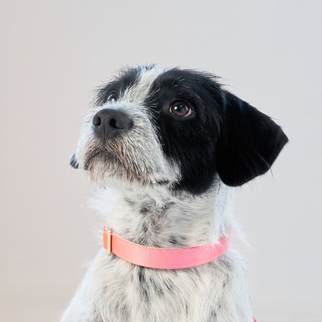 A black and white dog wearing a pink collar, photographed against a plain light beige background.