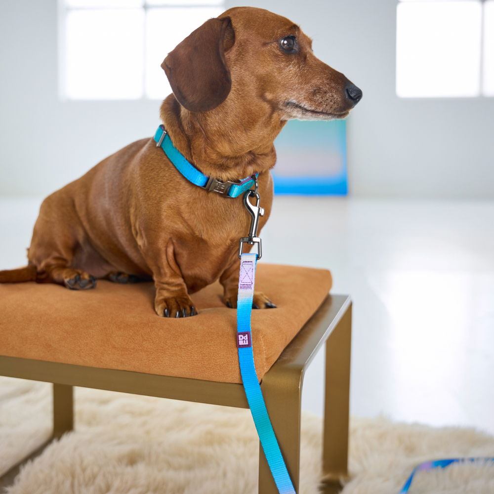 A pet leash with a vibrant blue, green, and purple gradient design, featuring a gray metal clasp and a small square brand tag.