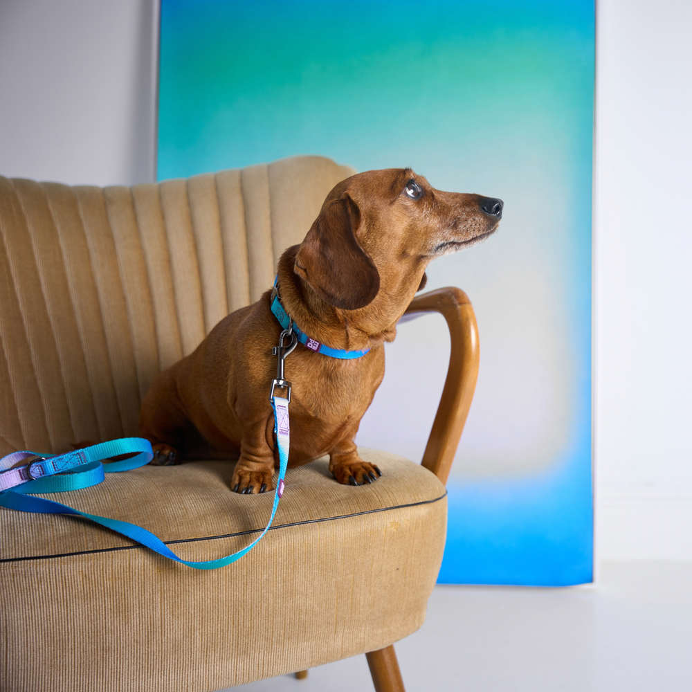 A dachshund wearing a blue collar and leash sits on a beige armchair in a bright indoor setting with a blue gradient backdrop.