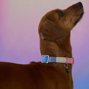 A close-up side profile of a brown dachshund wearing a colorful patterned fabric collar with a silver buckle and a small black bell, set against a soft pink and purple gradient background.
