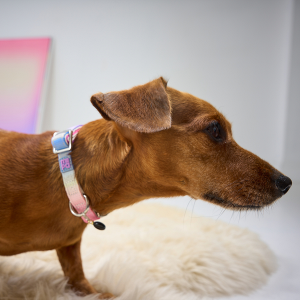 A brown dachshund wearing a pink and blue patterned dog collar, standing on a white faux fur rug in a brightly lit indoor setting.