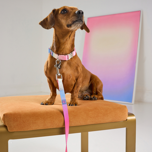 A brown dachshund sits on an orange upholstered stool wearing a pink and blue striped dog collar with a matching leash. A large abstract framed print with pink, purple, and blue gradients leans against the wall in the background.