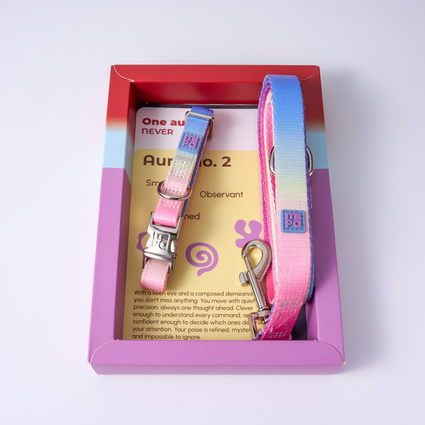 A pink and blue gradient pet collar and matching leash presented in a decorative gift box with printed cards, photographed on a clean white background.