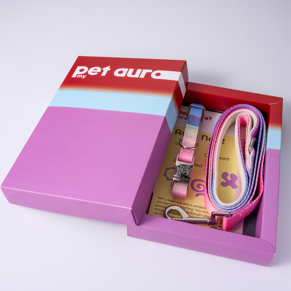 A brown dachshund sits on an orange upholstered stool wearing a pink and blue striped dog collar with a matching leash. A large abstract framed print with pink, purple, and blue gradients leans against the wall in the background.