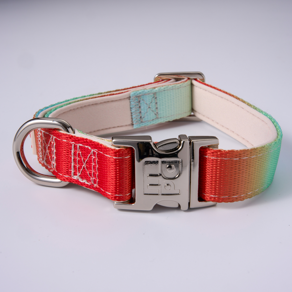 A rainbow woven dog collar with a silver metal buckle and D-ring, shown on a light gray background.