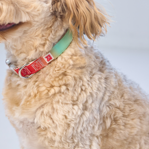 A close-up of a fluffy cream-colored dog wearing a green collar with a red patterned tag and silver hardware, set against a soft light gray background.