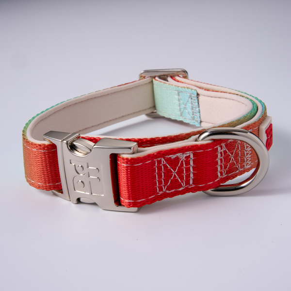 A rainbow woven dog collar with a silver metal buckle and D-ring, shown on a light gray background.