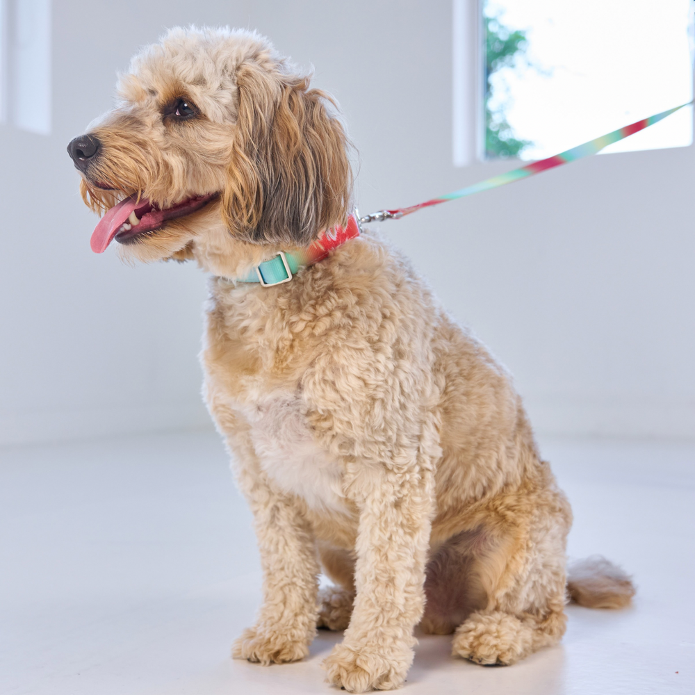 A light cream-colored cockapoo sitting indoors on a white floor, wearing a teal collar and a colorful rainbow leash that extends toward a window.