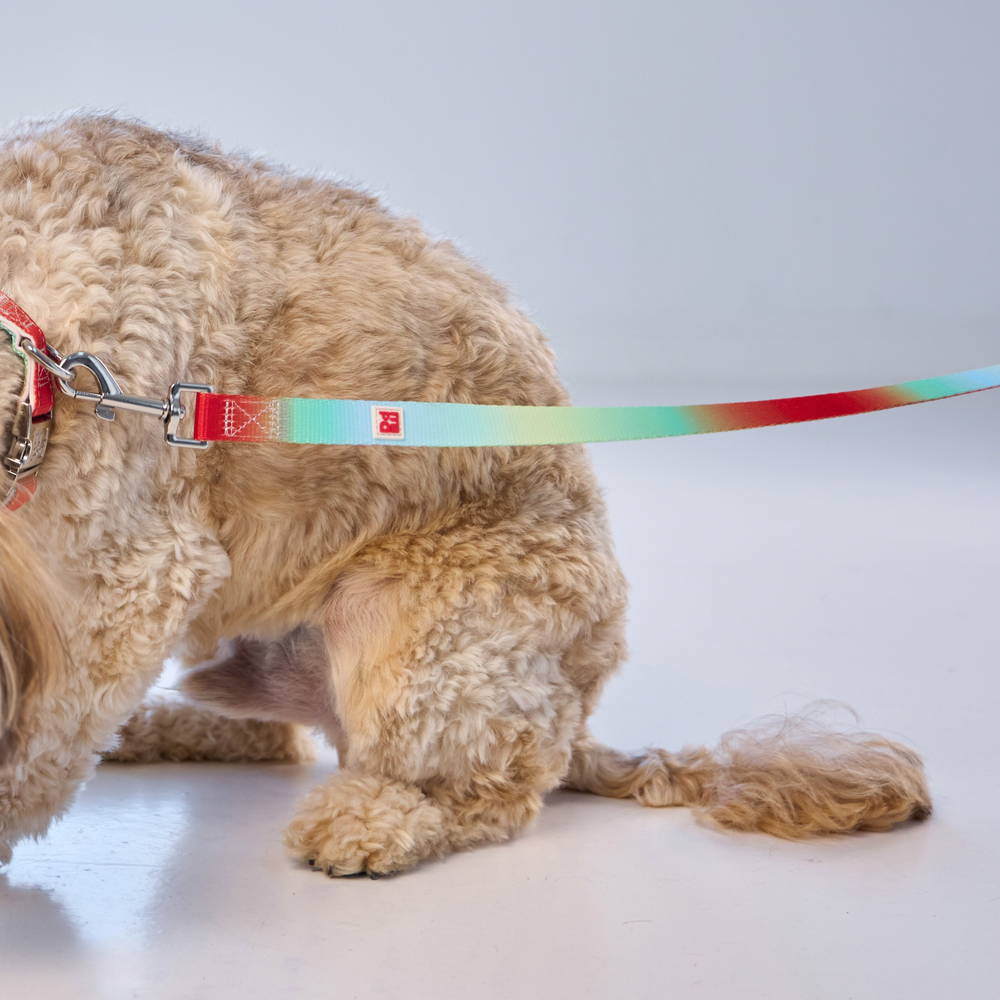 A rainbow striped fabric dog leash with a white interior lining, beige metal buckle, and a white square logo patch, shown on a light gray background.