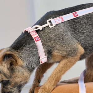 A close-up of a dog wearing a white and red harness with a metal clip, shown in a real indoor setting.