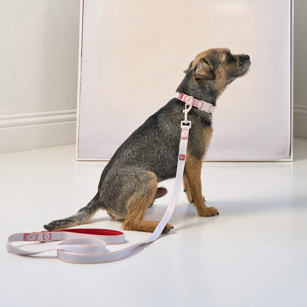 A small gray and tan dog sits on a white floor wearing a white collar with a white leash attached. The collar and leash have red text and graphics, and the background shows a plain white wall and a large white box.