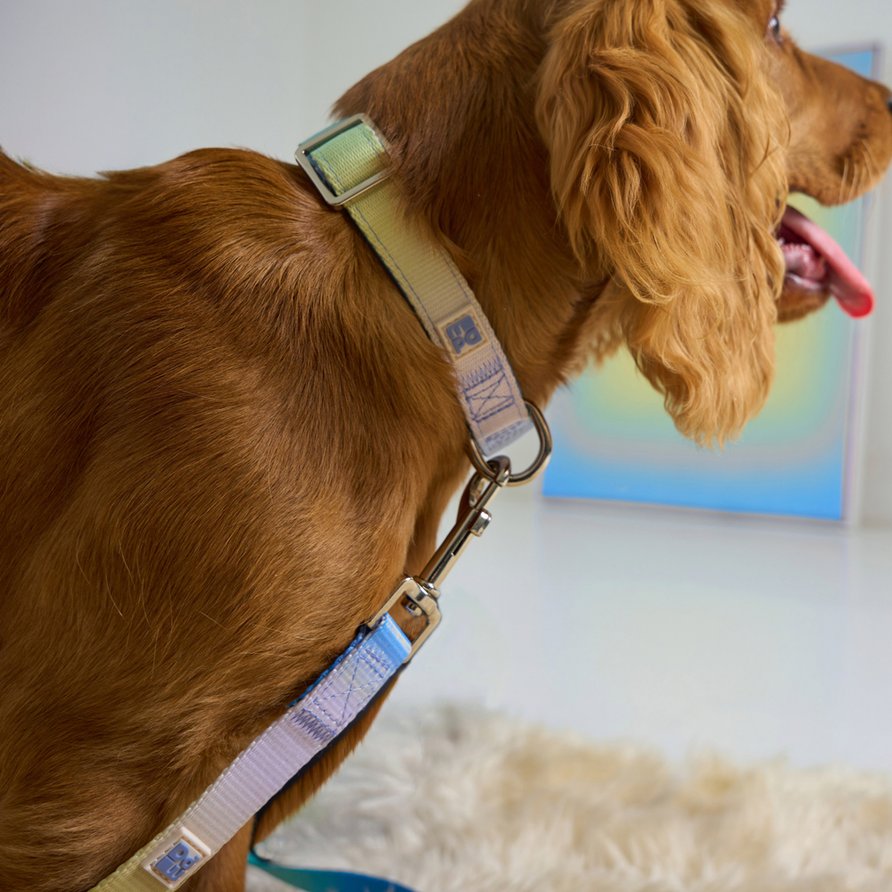 A golden-brown dog shown in side profile wearing a light beige dog collar with a blue patterned strap and metal hardware, standing indoors on a white rug.