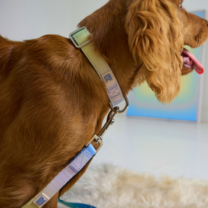 A golden-brown dog shown in side profile wearing a light beige dog collar with a blue patterned strap and metal hardware, standing indoors on a white rug.