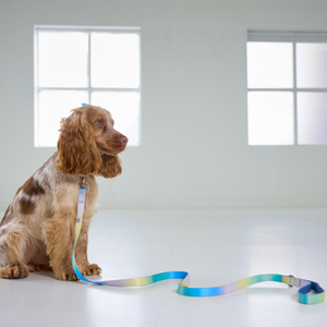 A brown and white spaniel dog sits on a white floor in a bright room, wearing a pastel rainbow gradient leash that trails across the floor.