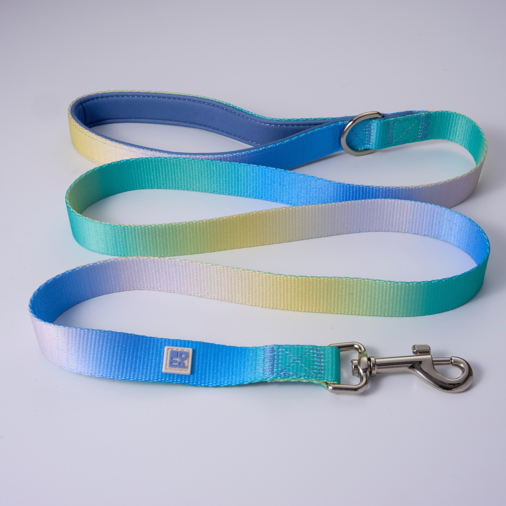 A brown and white spaniel dog sits on a white floor in a bright room, wearing a pastel rainbow gradient leash that trails across the floor.