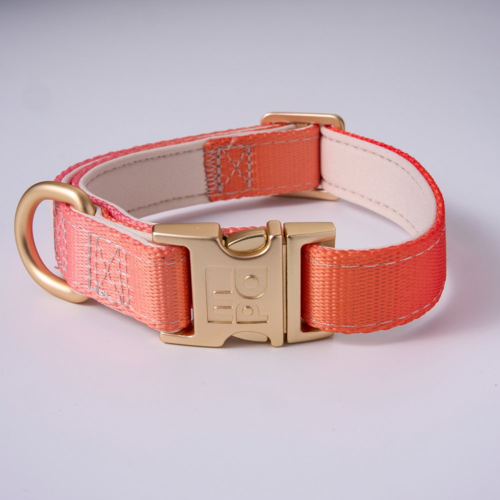 An orange nylon dog collar with a gold-tone buckle and D-ring, featuring a light beige interior lining. The buckle has the brand name 'MPA' embossed on it.