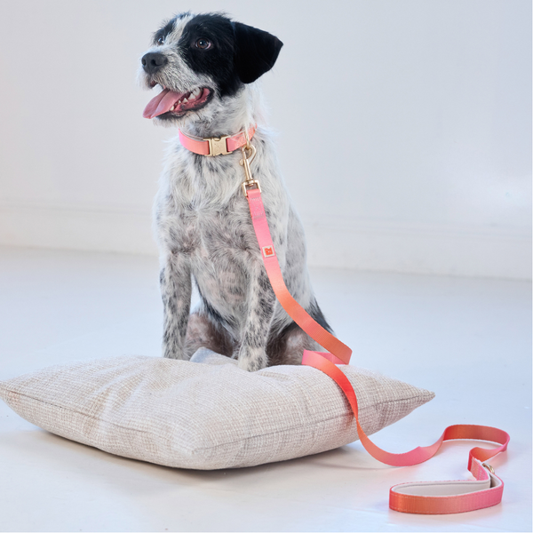 A black and white dog sits on a beige cushion wearing a pink collar and leash with gold hardware, set against a clean white studio background.