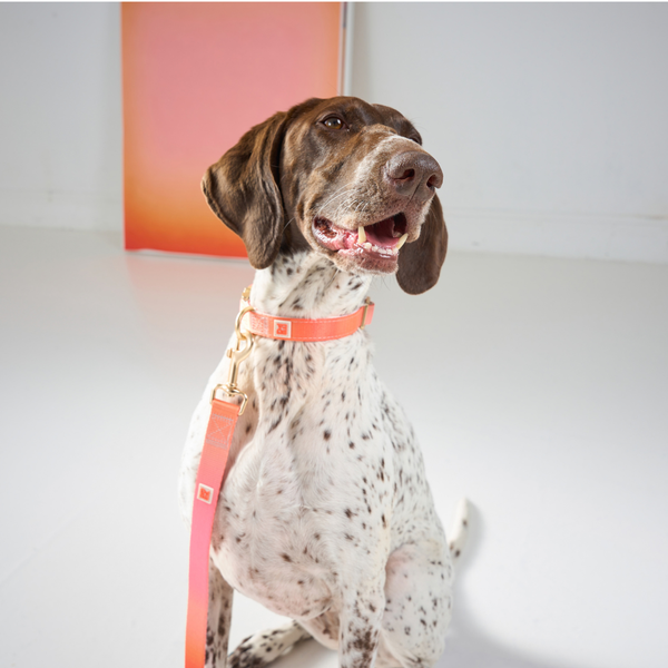 A brown and white spotted dog wearing a bright coral-orange collar with gold-tone hardware and a matching leash, sitting against a clean white studio background.