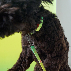 A close-up of a dark brown curly-haired dog wearing a bright neon green collar and matching green leash with a metal clasp, set against a lime green and white background.