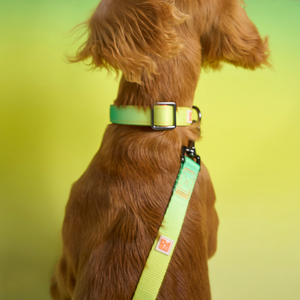 A close-up lifestyle shot of a brown dog from behind, wearing a lime green collar and matching leash strap with a silver buckle, set against a soft yellow-green gradient background.