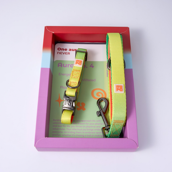A pet accessory set in a purple and red box, featuring a yellow and green lead and collar with a metal clasp.