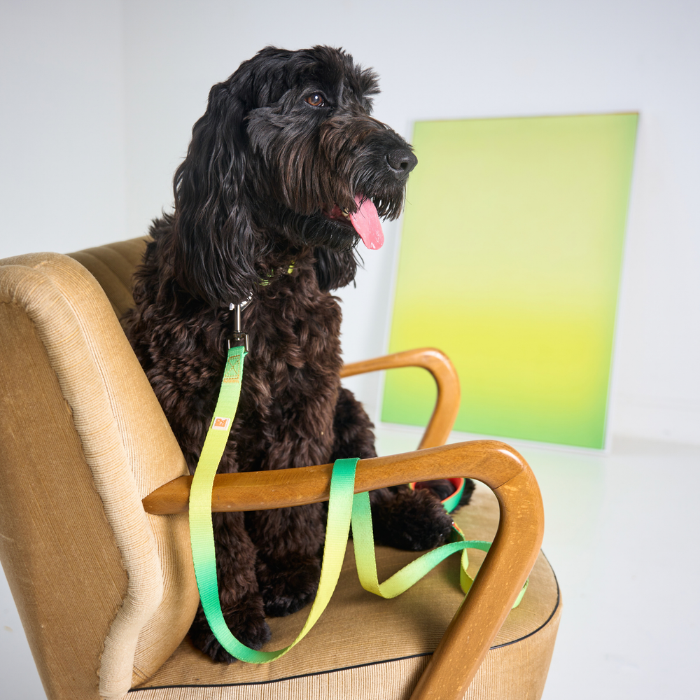 A green and yellow striped fabric dog leash with an orange interior lining, beige metal buckle, and a white square logo patch, shown on a light gray background.