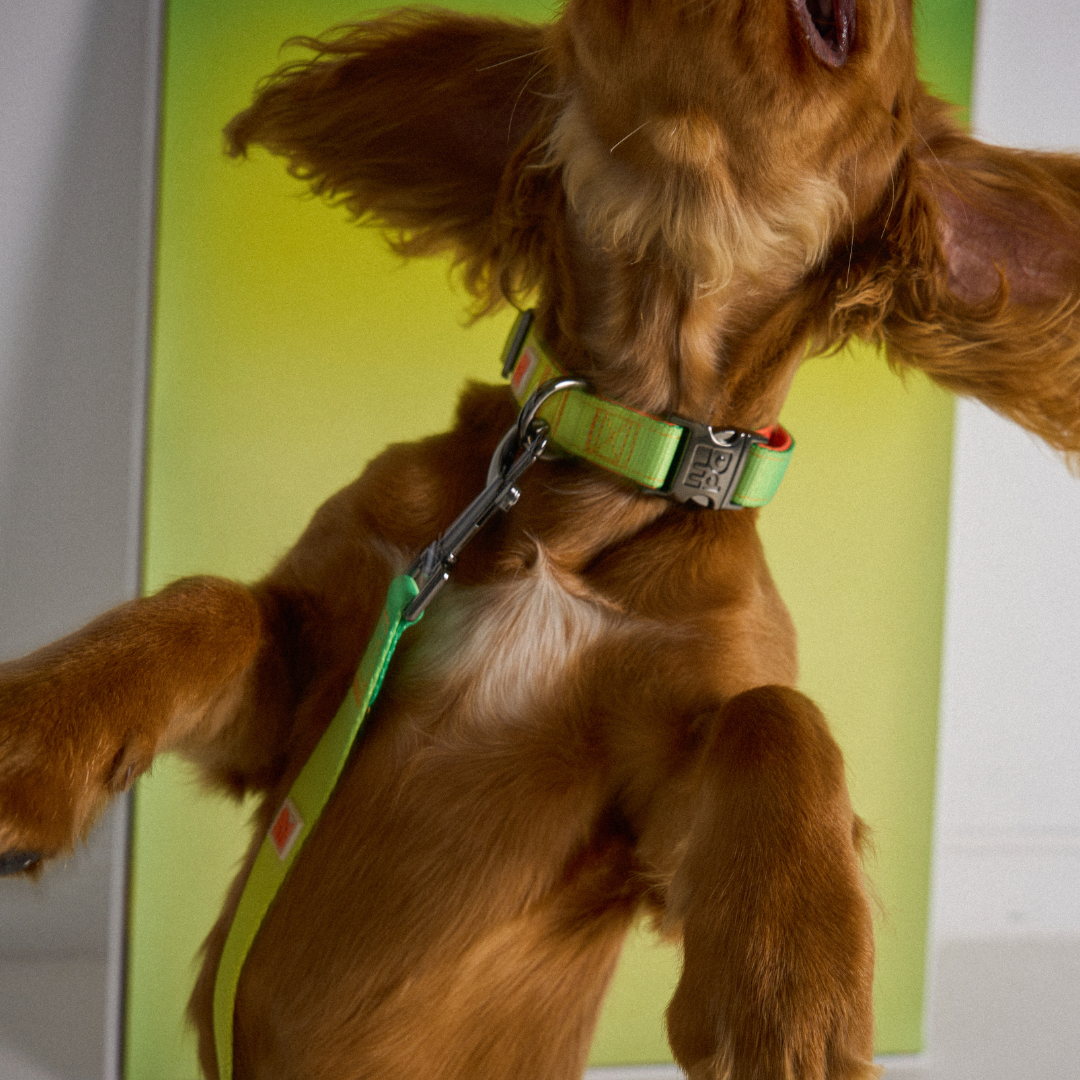 A close-up of a brown dog wearing a bright lime green collar and matching leash, captured against a green and white background.
