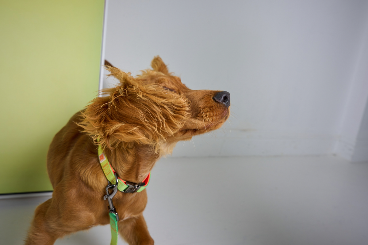 A golden retriever dog wearing a green and yellow patterned harness and leash, standing indoors against a white wall and light green door.
