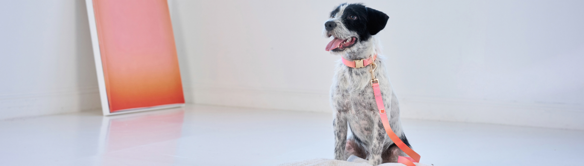 Spotted dog wearing a coral ombré My Pet Aura dog collar with matching lead and gold hardware.